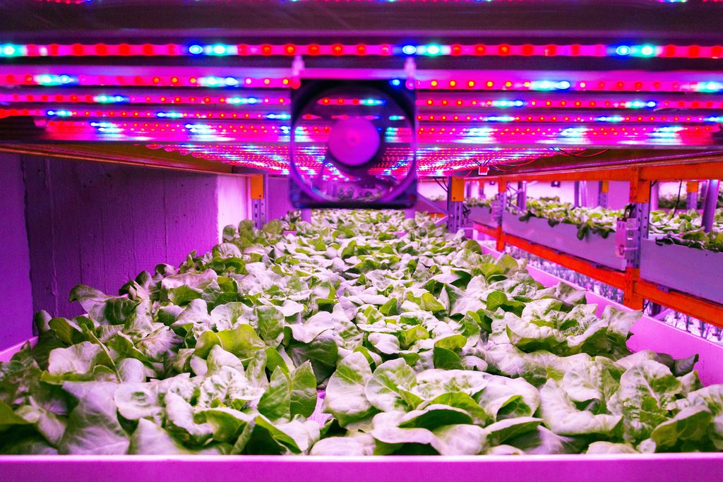 Vertical farming: a growing opportunity