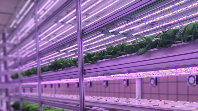 Vertical farming: a growing opportunity