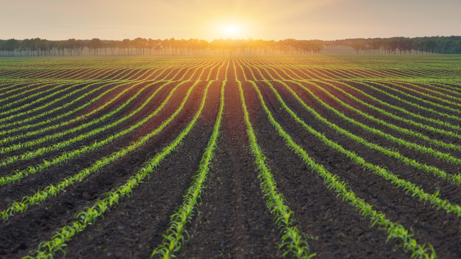 Agriculture, Field, Nature